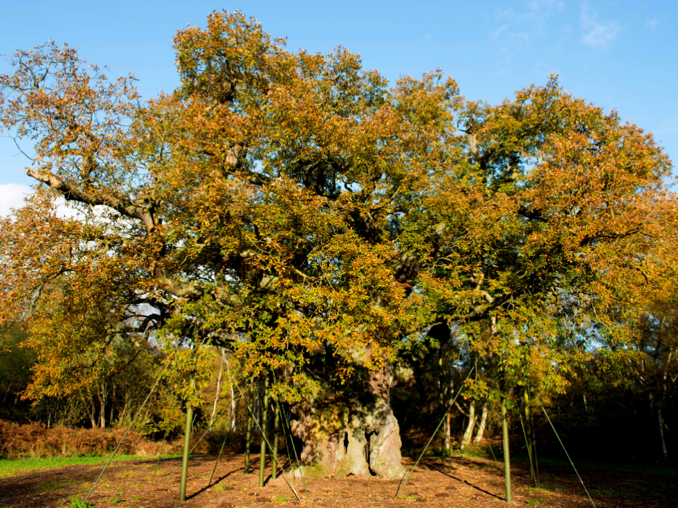 The Major Oak, Robin Hood blog